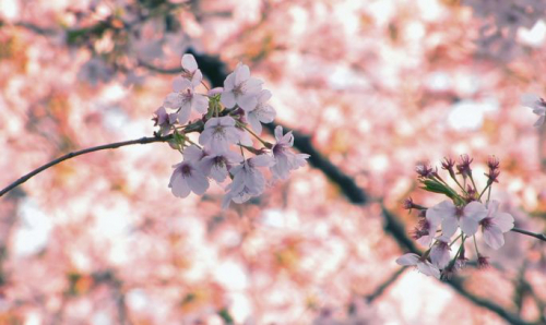 樱花树下的相约，让TA还给你一个温暖的武汉~