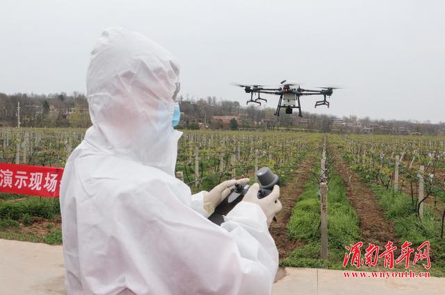 渭南市临渭区：无人机飞进果园 帮助果农预防猕猴桃冻害