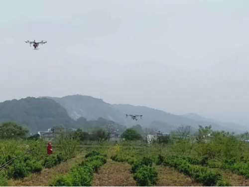 新合镇：无人机助力金银花基地“飞防”