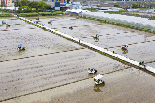 无人机播种效率高！无人机播种效率高！瑞安率全省之先启动早稻插秧瑞安率全省之先启动早稻插秧