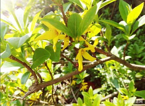 “清明又近也”，今年你将见到更多无人机的身影！