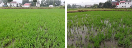 极飞农业无人机播撒，与传统飞播有什么不同？