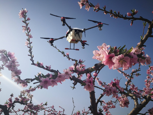 富阳首次试验香榧无人机授粉