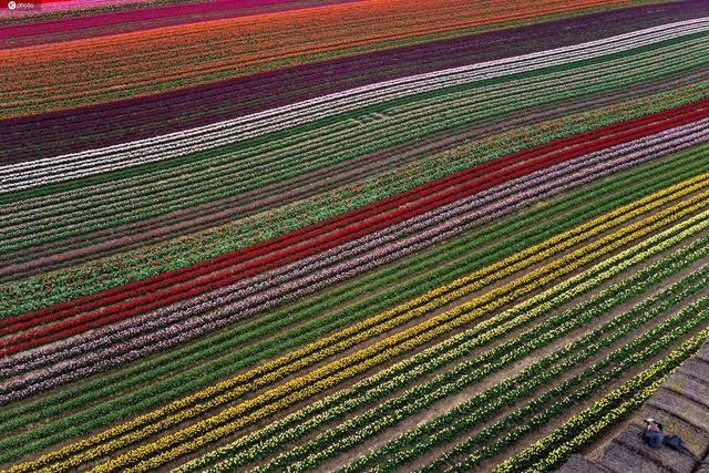 无人机航拍德国郁金香花海 呈现几何线条之美