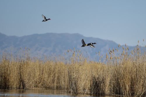 莫用无人机，赶走三春鸟