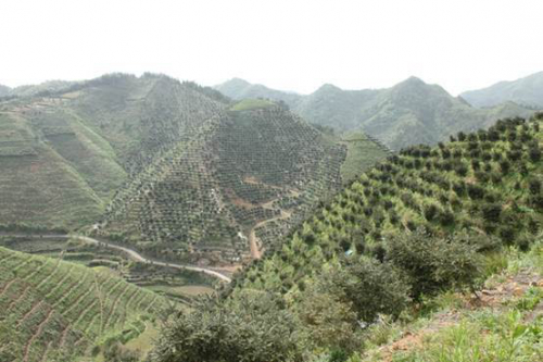 东阳用无人机为香榧人工授粉 