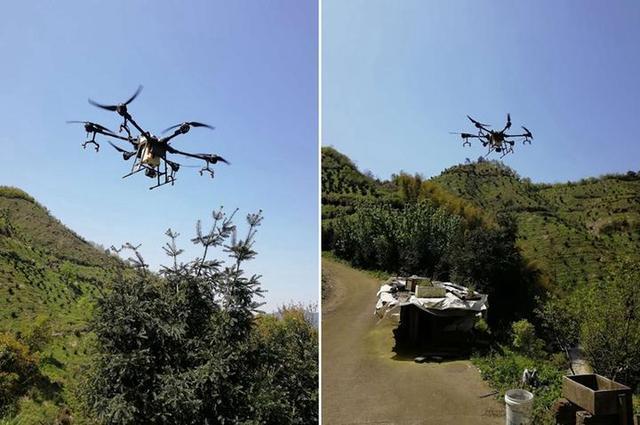 不用爬梯子也不用绑管子 无人机为香榧授粉