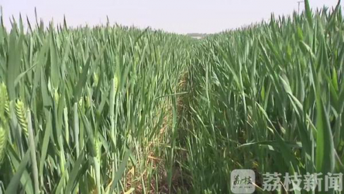 为夏粮丰收打牢基础 无人机上阵防控赤霉病