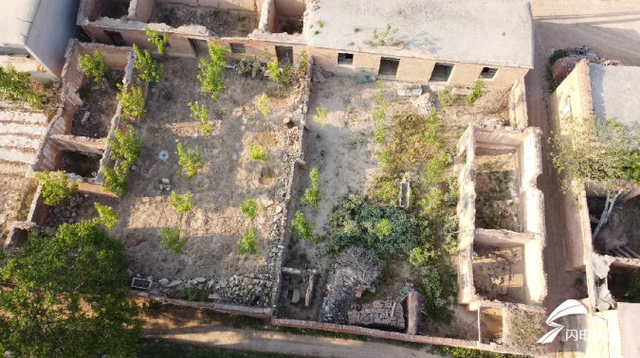 “无人机搜查”盲区和死角 东阿警方在村院落发现四株罂粟