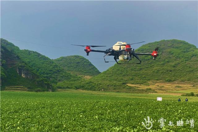 1小时内完成35亩马铃薯地喷洒任务！罗平马铃薯基地利用“无人机”施肥