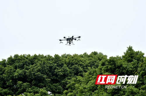 隆回：植保无人机高效防治病虫害 