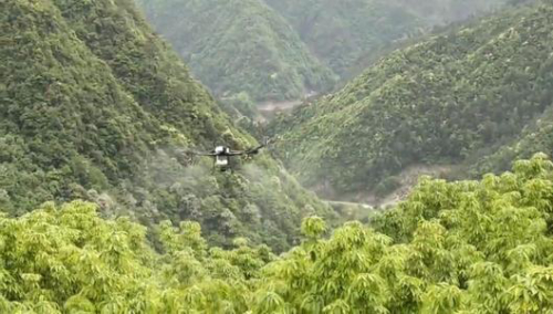 淳安：山核桃授粉用上了无人机