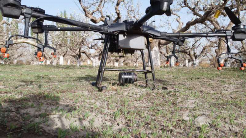蜜蜂被迫下岗后，库尔勒香梨改用大疆无人机授粉，一年可节约上亿成本 