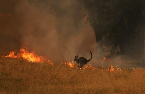 澳洲山火之后，中国无人机播撒下希望