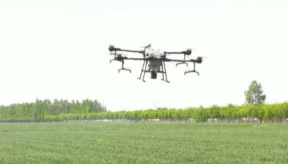 潍坊高密：大牟家镇无人机飞防为小麦增产增收保驾护航