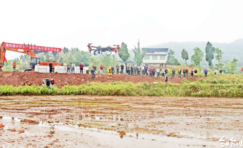 无人机“下田”水稻直播提速