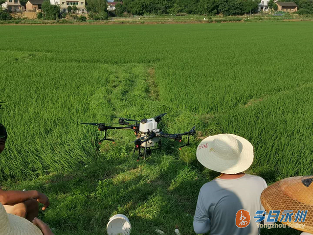千亩良田用上无人机 喷洒农药效率比人工高50倍