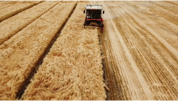 “中国饭碗”有多稳？无人机飞“阅”四省告诉你