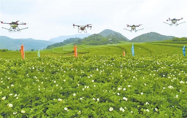 宣威用无人机给马铃薯防病害