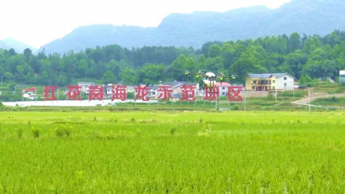 无人机喷洒农药 强化病虫害防治