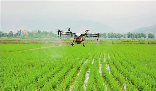 奉新县无人机助力水稻种植