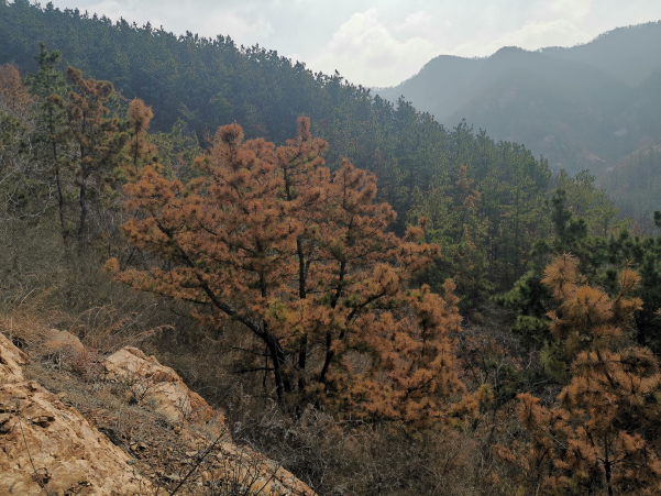 【长光禹辰】林业灾害解决方案——青岛市某区春季松材线虫病普查项目