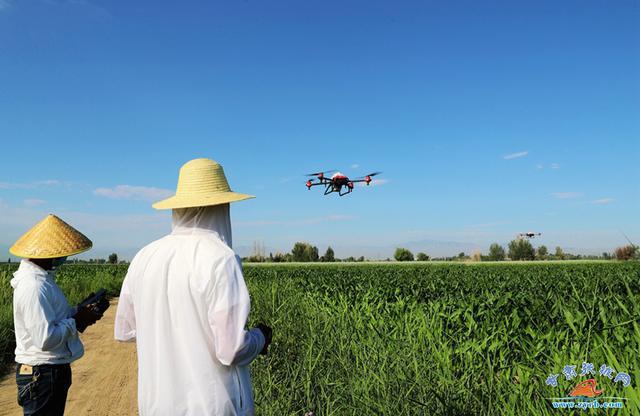 张掖植保无人机防治病虫害助农增收