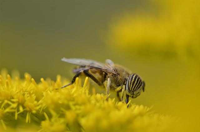 全球蜜蜂大消亡之际，无人机+泡泡机组合能完成授粉使命吗？