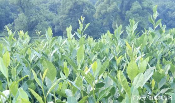 鏖战三伏天，无人机电力巡检渐成常态！