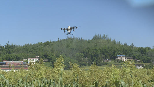 温宿千亩核桃使用无人机飞防作业