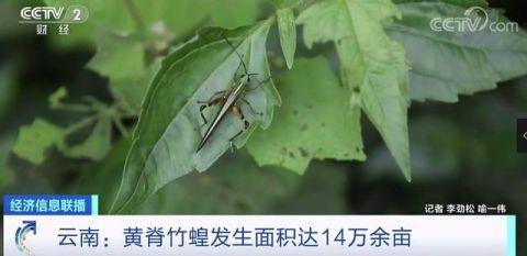 波及14万余亩！云南遭蝗虫“袭击”！无人机紧急出动