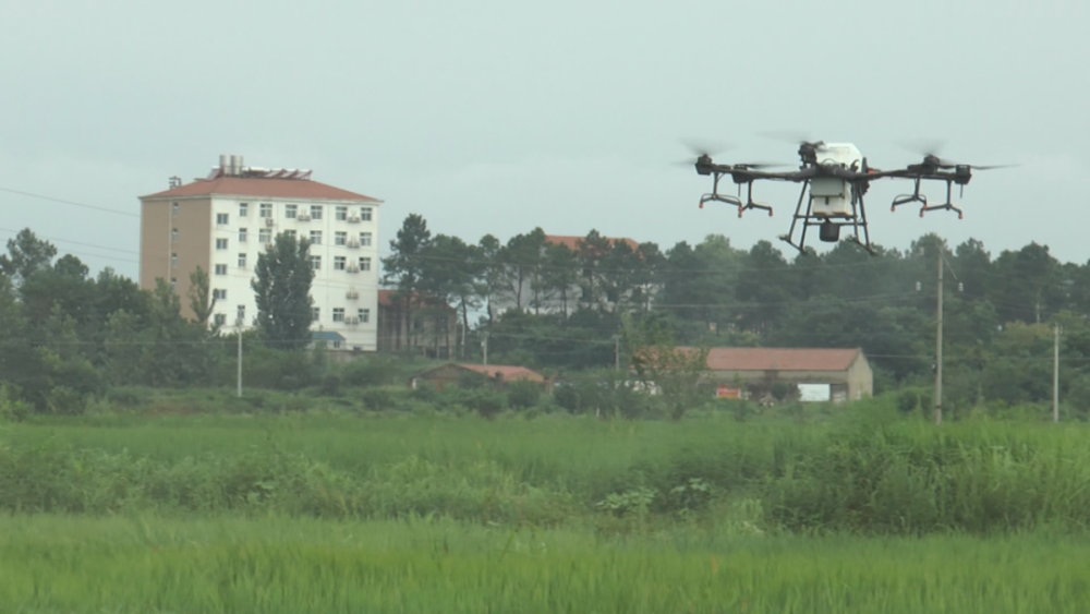 孝昌“无人机”洒农药，3小时喷洒300亩稻田！