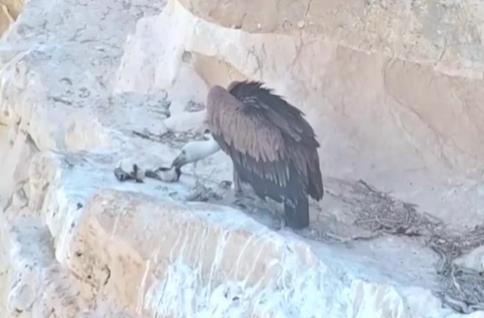 学会飞了！失去母亲的濒危小秃鹫被“无人机妈妈”成功喂大