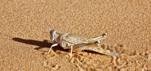 巴基斯坦蝗灾防治新进展 中国无人机飞向治蝗一线