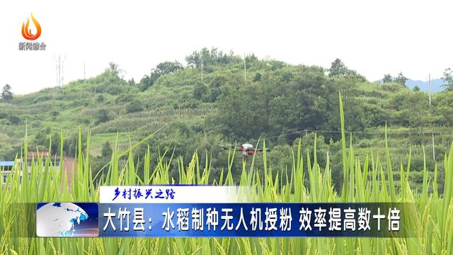 大竹县：水稻制种无人机授粉 效率提高数十倍