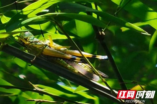 汨罗：黄脊竹蝗入侵 无人机全面“围歼”