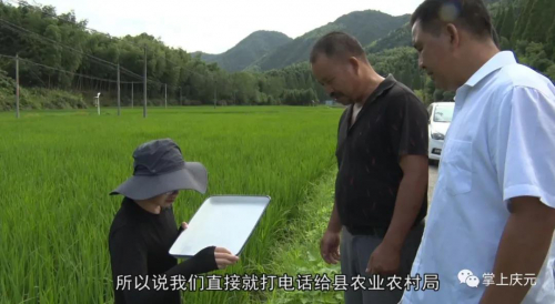 水稻田遭病虫害侵袭 无人机植保队来帮忙了
