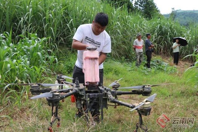 云南镇康县：甘蔗机械化无人机飞防作业全面展开