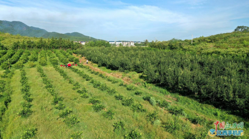 无人机飞防 科技助增收