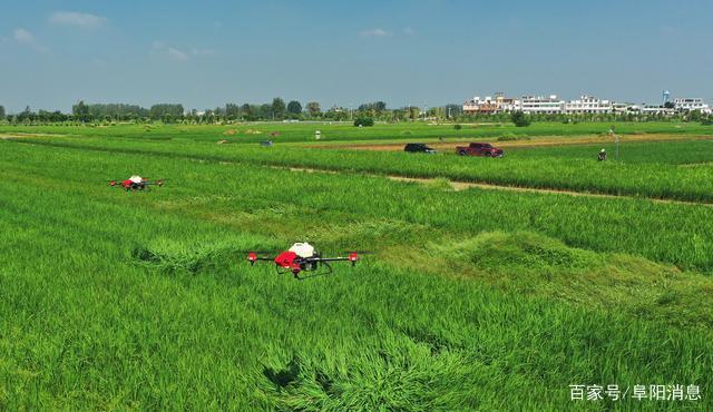 无人机为王家坝镇6000余亩稻田免费飞防