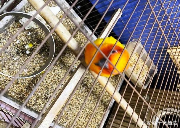 广东男子天台非法饲养受保护动物，警方出动无人机破案