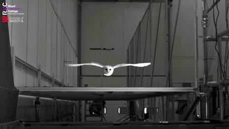 受猫头鹰的启发，未来可开发出可穿越风暴的超级无人机