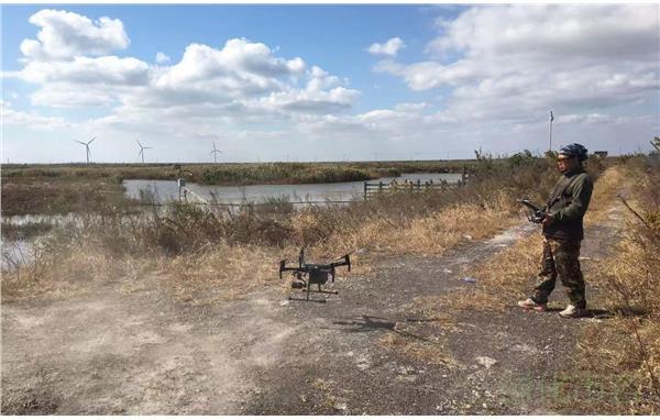 崇明东滩保护区利用无人机开展植被管理后评估工作