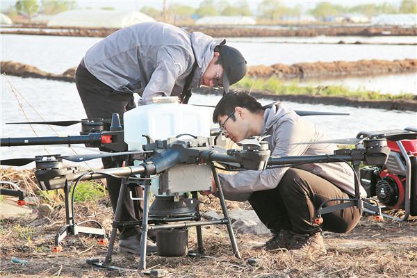 130亩“数字稻田”丰收