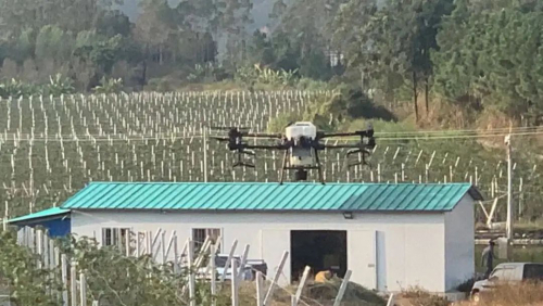 “无人机”让无花果结硕果