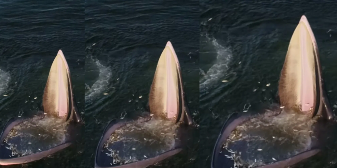“鲸”涛骇浪！无人机航拍鲸鱼捕食视频