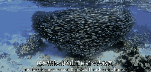 水下机器人天团来了，哈佛大学机器鱼登上Science子刊封面