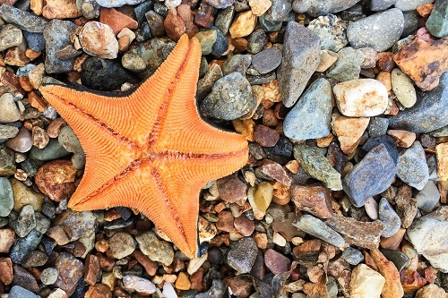 如何研发出能在极端水下环境工作的机器人？科学家向海星“取经”