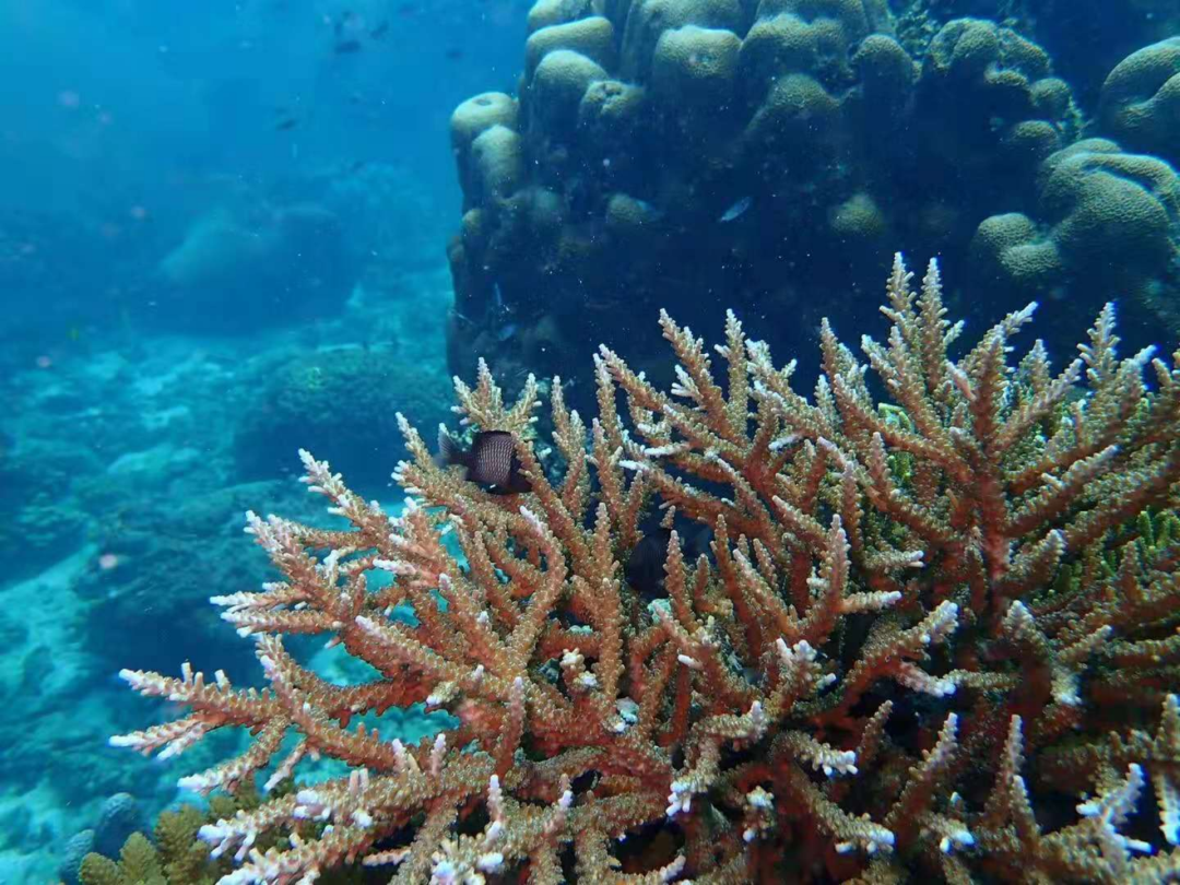 探索瑰丽水下世界｜潜鲛 GLADIUS MINI S水下无人机全球惊艳上市