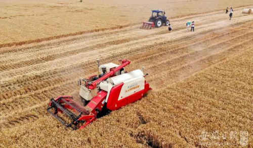 安徽首个无人农场建成：无人驾驶收获机正在收割300亩小麦